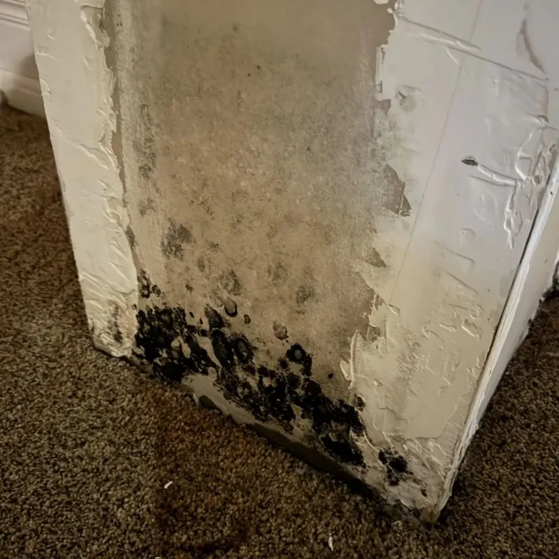 Professional Mold Removal in Monroe County, MS